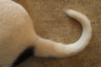 Pets and carpets are often not the best of friends.