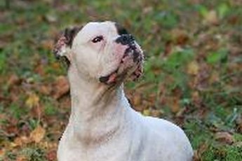 The Boxer, a short-haired, medium-sized breed, is often mistaken for a "pit bull"-type dog.