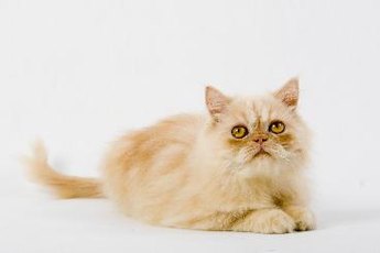 Elderly cats will sometimes take to sleeping in the litter box during their final weeks and days before death.