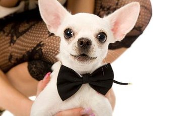 A bow tie can dress up any dog for a night on the town.