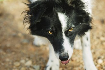 Border collies can be obsessive herders.