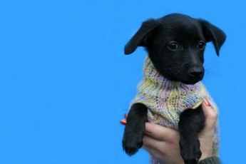 Make fashionable clothes for your dog from your old sweaters.