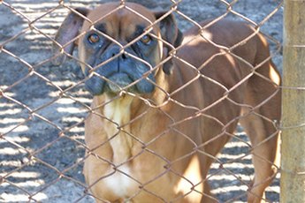 Chain link fences are an affordable, but unattractive option.