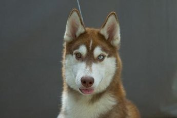 Huskies are energetic and affectionate.