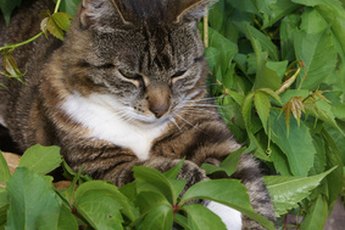 Keep cats out of your garden with oranges.