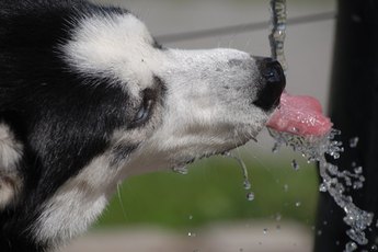 A trickle of water helps aclimate your dog to water.