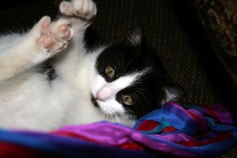 If your cat has fungus on his claws, it's time to schedule a veterinarian appointment.