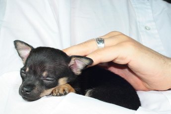 Bottle-feeding newborn Chihuahua puppies is necessary if mom won't feed them.