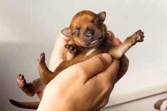 When bottle-feeding puppies, it's a good idea to weigh them on a regular basis so you can ensure they are gaining weight.