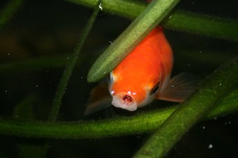 Goldfish can live in ponds and aquariums.