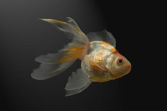 Goldfish are among the oldest domesticated animals.