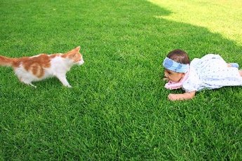 Infants can develop cat allergies.