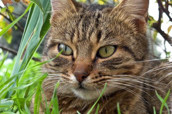 Cats enjoy munching on greenery now and then.