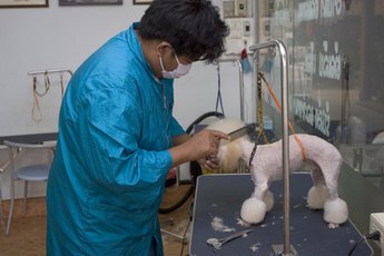 Poodles have a very distinct show cut.