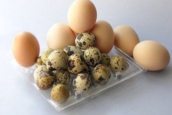 Eggs can be a healthy part of a dog's diet.
