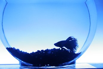 Bettas can be tempermental about water temperature.
