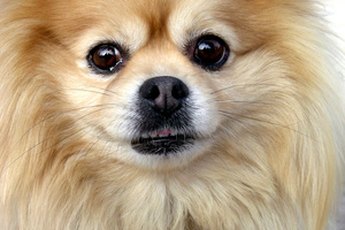 Brushing your Pomeranian's fur weekly reduces shedding and knots.