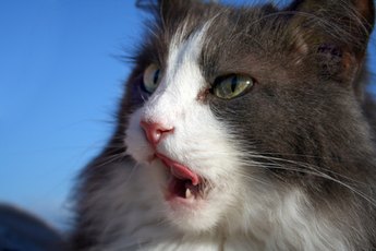 Your cat's vocalizations communicate a variety of wants and needs.