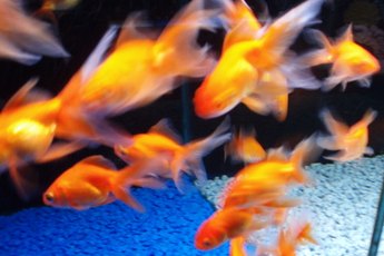 Fantail goldfish are not fussy eaters.