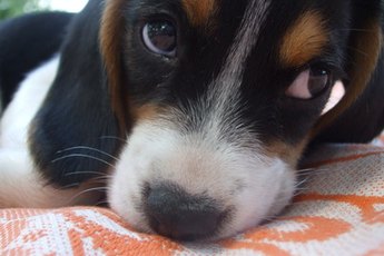 Puppy-proofing your house includes setting boundaries so young dogs cannot freely roam.