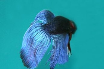 Siamese fighting fish are known for their bright colors and long fins.