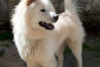 Your cat might not be as fond of your samoyed as you are.