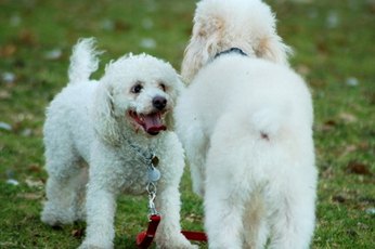Curly-haired dogs are virtually non-shedders.