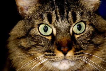 A stressed-out kitty can develop a variety of health and behavioral problems.