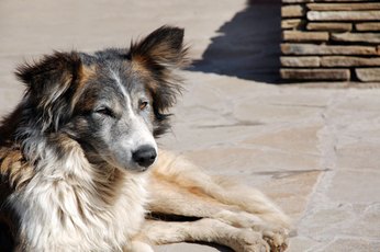 Your veterinarian can provide treatment that will stop or reduce vomiting.