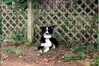 A well-contained dog is a safe dog.