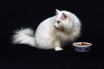 If your dog has access to your cat's food, your cat may become paranoid and overeat.