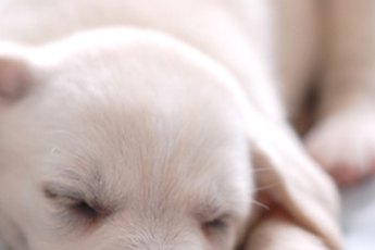 Puppies sleep best in a cozy environment.