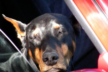 If the weather's nice, your dog will probably appreciate a nice breeze.