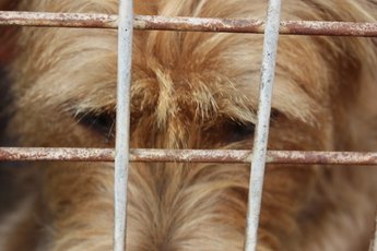 Giardiasis can spread quickly in crowded dog kennels.