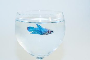 If fed properly, male betta fish grow long, colorful fins.