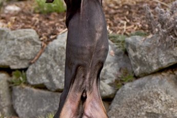Many benefits come from neutering your male dog early in his life.