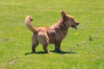Corgis may suffer from several genetic disorders.
