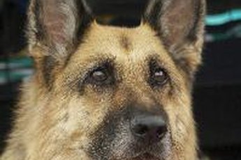 The thick fur of your shepherd won't stay on his body long.