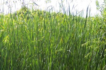 Grass may not seem appetizing to people, but dogs with upset stomachs frequently eat it.