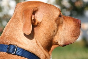 Neutering can help curb some types of aggression.