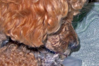 Some owners pluck their poodle's ear hair to discourage infection.