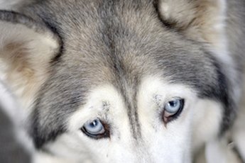 Between 8 and 10 percent of Siberian huskies have hereditary cataracts.