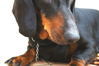 I'm the black-and-tan variety.