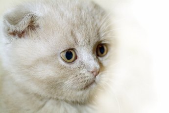 Kittens sneeze for a variety of reasons, some of them not so serious, some of them quite serious.