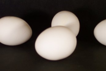 Dog flea eggs look like tiny chicken eggs.