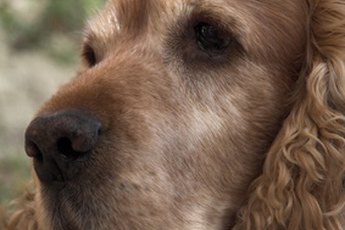 The spaniel ancestors of modern cockers have been around for centuries.