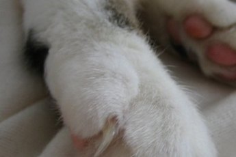 Cats have scent glands in their feet.