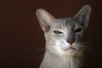 American shorthair cats reflect a wide spectrum of colors.