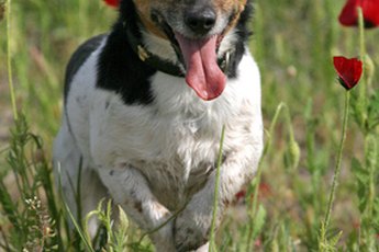 Some apartment complexes have weight limits, which put little dogs in high demand.
