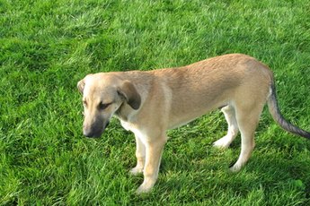 Take your dog out often to reduce the chances of an accident in the house.